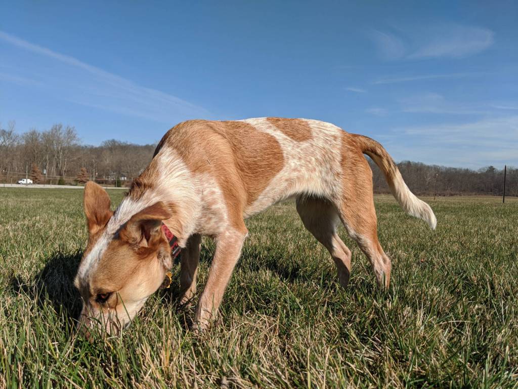 Photo courtesy Owen Larson
Ruby takes a deep inhale of some fresh green grass.