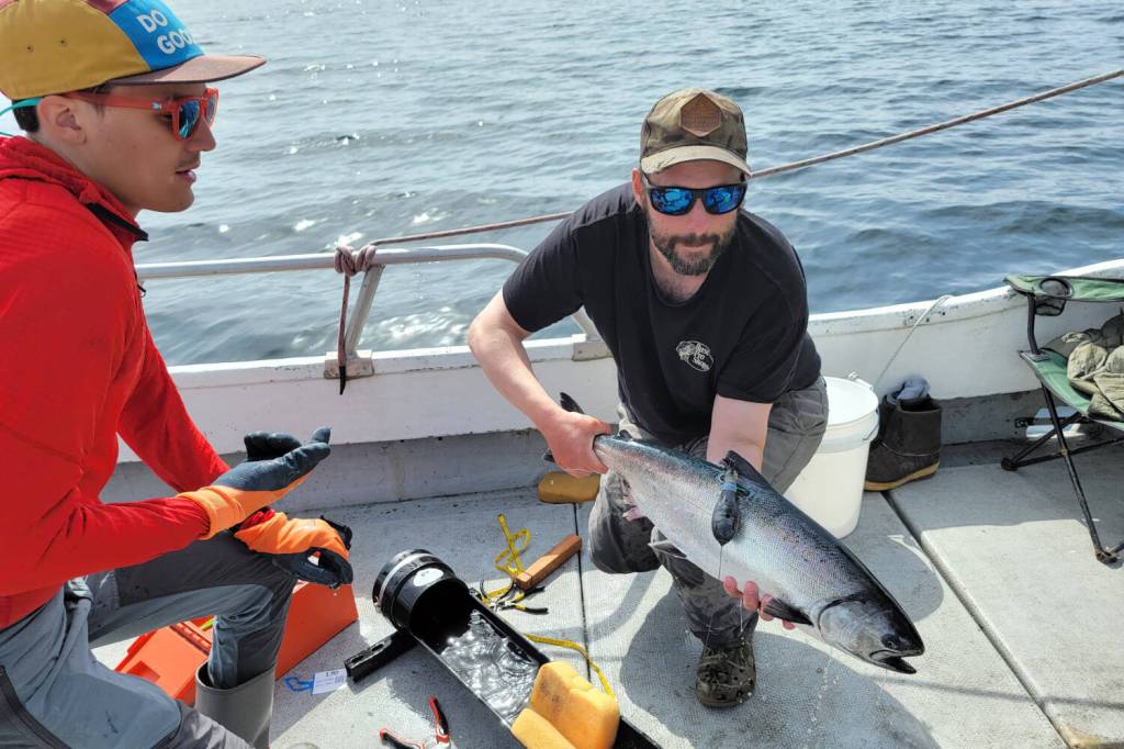 Photo courtesy of Michael Courtney
Marcel Gietzmann-Sanders (left) and Michael Courtney prepare to release a tagged chinook salmon near Sand Point, Alaska, in August 2024. The tag releases on a predetermined date, floating to the surface to transmit data to researchers via satellite.