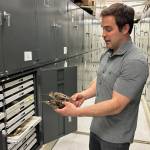 Photos by Rod Boyce 
Bird collections manager Jack Withrow holds two species of snipe from the University of Alaska Museum of the North collection. A Wilsons snipe is in his left hand. A common snipe is in his right hand.