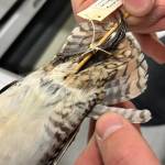 Bird collections manager Jack Withrow, of the University of Alaska Museum of the North, shows the outer tail feather of a snipe.