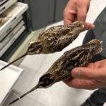 Bird collections manager Jack Withrow holds two snipe from the University of Alaska Museum of the North collection. A Wilsons snipe is in his left hand. A common snipe is in his right hand. (Photo by Rod Boyce)