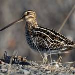 A Wilsons snipe near Toolik Field Station in northern Alaska. (Photo by Seth Beaudreault)