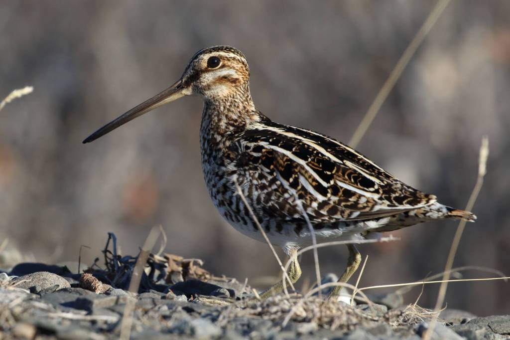A Wilsons snipe near Toolik Field Station in northern Alaska. (Photo by Seth Beaudreault)