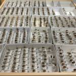 More than 500 birch shield bug specimens collected over several decades fill one drawer in the collections area of the University of Alaska Museum of the North.