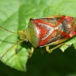 Photo by Andrew Meeds
A birch shield bug sits on a leaf in Anchorage in September 2021.