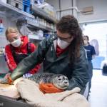 Photo by Kaiti Grant/Alaska SeaLife Center
An injured harbour seal pup is treated at the Alaska SeaLife Center.