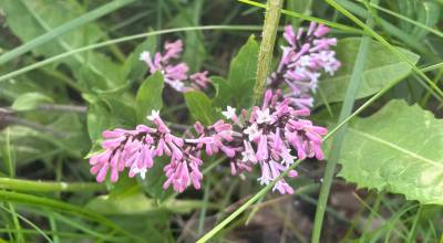 A picture of the lilacs growing. (Photo by Rev. Meredith Harber)