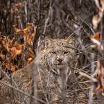 Photo by Matt Kynoch 
An adult lynx peers through fall leaves.