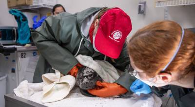 Kaiti Grant | Alaska SeaLife Center
Alaska SeaLife Center staff tend to a rescued harbor seal pup.