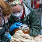Alaska SeaLife Center staff tend to a rescued harbor seal pup. (Kaiti Grant | Alaska SeaLife Center)