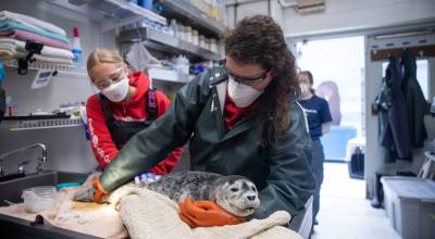 Photo by Kaiti Grant/Alaska SeaLife Center
An injured harbour seal pup is treated at the Alaska SeaLife Center.