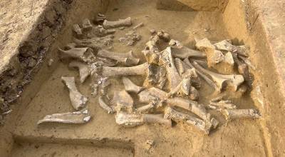Mammoth bones lie in a pit at Langmannersdorf, Austria. An international research team has determined that ice age humans disproportionately killed female wooly mammoths. (Current Biology)