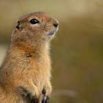 An arctic ground squirrel surveys its surroundings near Anchorage, Alaska. (Photo by Lisa Hupp, U.S. Fish and Wildlife Service)